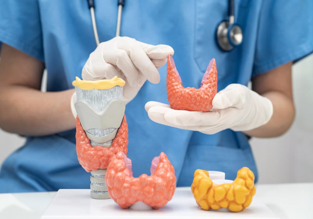 Doctor examining anatomical model of human body.