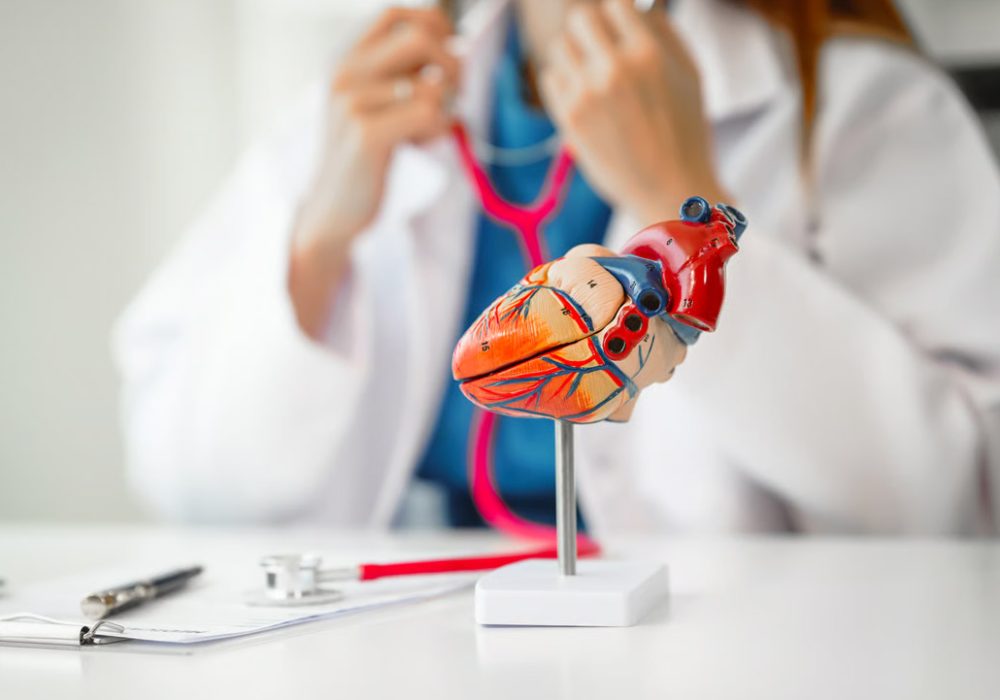 Doctor examining anatomical model of human body.