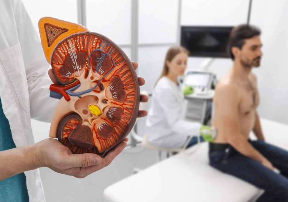 Doctor examining anatomical model of human body.