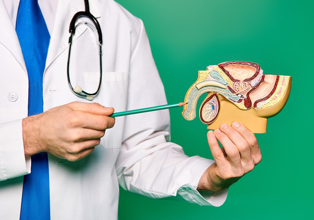 Doctor examining anatomical model of human body.